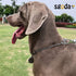 Chain Dog Training Choke Collar, SUS304, 22in, 3.0mm