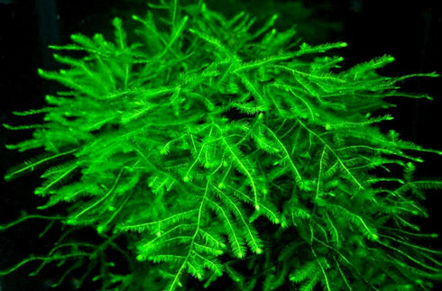 Aquatic Discounts 4 BUY2GET1FREE! Types of Easy/Beginner Live Aquarium Plants - Anubias + Amazon Sword + Ludwigia +