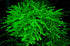 Aquatic Discounts 4 BUY2GET1FREE! Types of Easy/Beginner Live Aquarium Plants - Anubias + Amazon Sword + Ludwigia +
