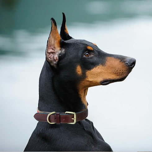 Mile High Life Genuine Leather Dog Collar - Heavy Duty Canvas Dog Collars with Adjustable Rust-Proof Metal Pin Buckle,