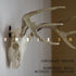 VMSIXVM European Mount Skull Hanger for Hanging Deer Head, Pronghorn, and Smaller Skulls