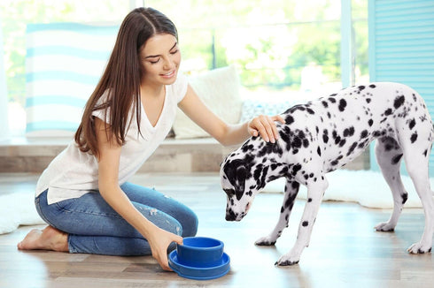 PetLike No Spill Dog Bowls - Pet Food Dishes for Cats, Puppies, Small & Medium Dogs