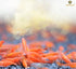 Immune SunGrow Baby Shrimp & Fish Fry Food, Essential Yellow Microbial Powder Enzyme, for Proper Nutrition, Digestion