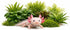 Axolotl Live Plants Bundle - 3 Species Starter Kit | Java Fern,