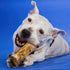 Best Bully Sticks Marrow Bones for Dogs, 3 Pack, USA Packed Healthy Dog Treats for Large Dogs