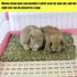 22 Chinchilla Hamiledyi Bunny Grass Mat Natural Woven Hamster Grass Bed Nest PCS Small Animal Handmade Bedding Hay Mat