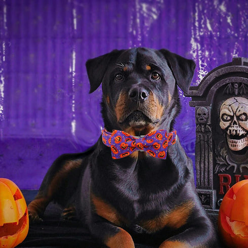 Halloween Pumpkin Bowtie Dog Collar, Soft Adjustable Metal Buckle Gift for X-Small Dogs