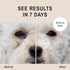 Eye Envy Dog Tear Stain Remover Starter Kit, 100% Natural, Safe, Lasts 30-45 Days, Made in USA