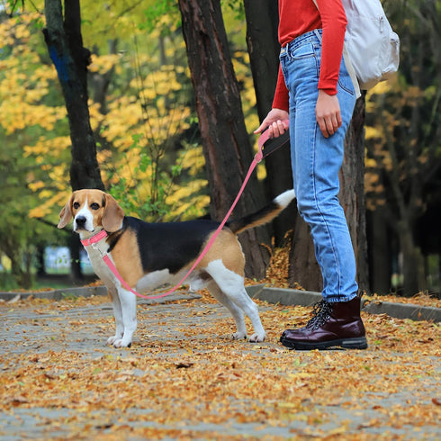 Reflective Nylon Dog Leash for Walking, Strong Leash with Padded Handle for Medium and Large Dogs, 6 FT, Hot Pink