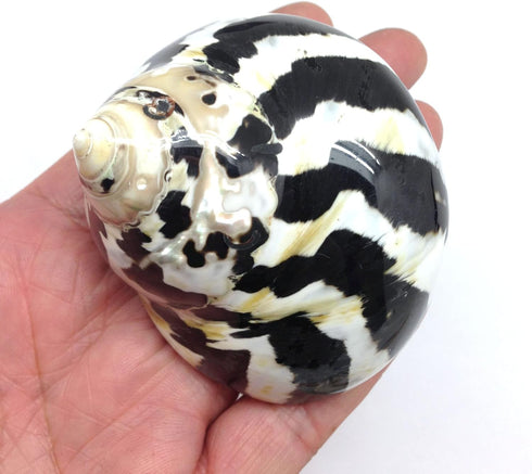 PEPPERLONELY 2 PC Polished Black Magpie Turbo Sea Shell, Hermit Crab Sea Shells,