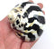 PEPPERLONELY 2 PC Polished Black Magpie Turbo Sea Shell, Hermit Crab Sea Shells,