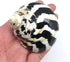 PEPPERLONELY 2 PC Polished Black Magpie Turbo Sea Shell, Hermit Crab Sea Shells,