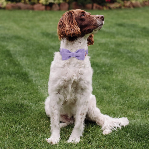 Lavender Corduroy Dog Collars with Bow Tie, Adjustable Safety Metal Buckle for Small Medium Large Dogs, S-Neck 10"-16"