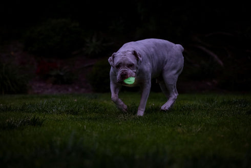 (2.5 Inch) Pack 2, 20-60 lbs Chuckit! Air Glow Fetch Ball Dog Toy, Medium of for Breeds