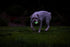 (2.5 Inch) Pack 2, 20-60 lbs Chuckit! Air Glow Fetch Ball Dog Toy, Medium of for Breeds