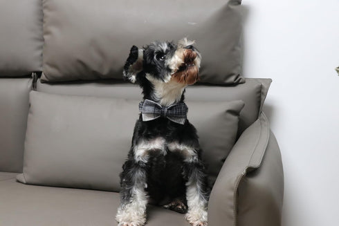 Lionet Paws Dog and Cat Collar with Bowtie, Adjustable Grid Collar with Plastic Buckle for Small Pets