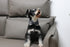 Lionet Paws Dog and Cat Collar with Bowtie, Adjustable Grid Collar with Plastic Buckle for Small Pets