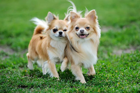 X2 Pcs (100ml) Dog Multivitamin Daily Essential Food Vitamins & Minerals Omega3 for Healthy Digestion, Skin, Coat,