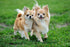 X2 Pcs (100ml) Dog Multivitamin Daily Essential Food Vitamins & Minerals Omega3 for Healthy Digestion, Skin, Coat,