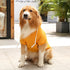 Yellow Dog Sweatshirt with Pocket - Warm Hoodie for Large Dogs and Cats, 2PCS Fall Pullover Apparel, 2XL