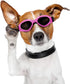 Dog Goggles Sunglasses for Large & Middle Dogs, UV Protective Foldable Eyewear, Adjustable Waterproof (Pink)