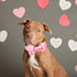 Lionheart Glory Dog Bow Collar, Valentine's Day Pink Collar with Bowtie for X-Large Dogs