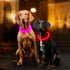 Light Up Dog Collars, USB Rechargeable Dlitk LED Glow Collar for Large Medium Small Dogs, TPU Cuttable Size, Red
