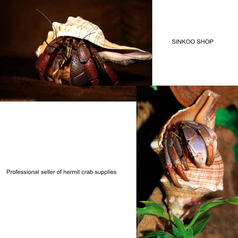 13 Pack Hermit Crab Shells with 2 Pack Food and Water Bowl, Growth Turbo Seashell Supplies Accessory