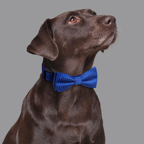 Rhea Rose Dog Collar with Bow Tie, Soft Durable Gift for Girl or Boy, Blue Dot Small