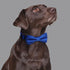 Rhea Rose Dog Collar with Bow Tie, Soft Durable Gift for Girl or Boy, Blue Dot Small