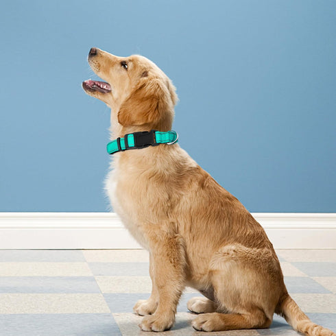 Reflective Dog Collar, Adjustable Soft Neoprene Padded Nylon Pet Collars with Buckle for Large Dogs, Teal (L)