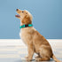 Reflective Dog Collar, Adjustable Soft Neoprene Padded Nylon Pet Collars with Buckle for Large Dogs, Teal (L)