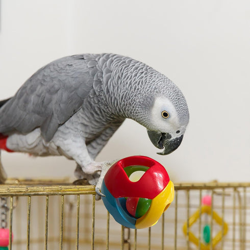 Parrot Ball Toy with Bell – Interactive Puzzle Bird Bell Toy, Cage Hanging Accessories for Medium to Large Birds, Set