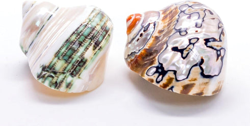 1 1 2"-2.5" Hermit Crab Shells | Turbo Shells | African Sarmaticus and Green Banded Turbo Shell | Hermit Crab House