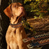 Spike Dog Collar | Spiky Series | Premium Genuine Bridle Leather, Heavy Duty, Padded for Medium, Large, XL Breeds