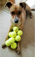 12 Pcs Squeaky Tennis Balls for Dogs - 2.58" Interactive Toys, Safe and Durable for Small Medium Large Dogs
