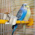 2 Tioncy Pcs Clip on Water Bowl for Birds Parrot Feeding Double Cups Dishes Hanging Stainless Steel Food Water Bowls