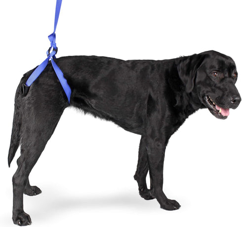 Up-n-Go Rear Support Lifting Harness for Dogs, Helps with Arthritis, Weakness, Joint Injuries Rehab