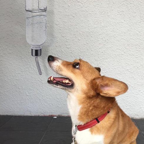 Automatic Water Dispenser for Small Pets, No-Spill Pet Feeder, Rat Dog Accessories, Hamster Kettle, Travel Feeder