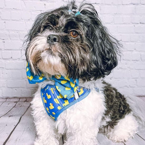Huxley & Kent Lucky Ducky Bow Tie for Pets | Small Easter Spring Velcro Collar Attachment | Fun Bow Ties for Dogs & Cats
