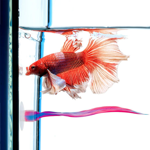 WILLBOND 2 Pieces Silicone Betta Bed Leaf Hammock - Comfortable Resting Spot for Betta Fish, No BPA, Pink