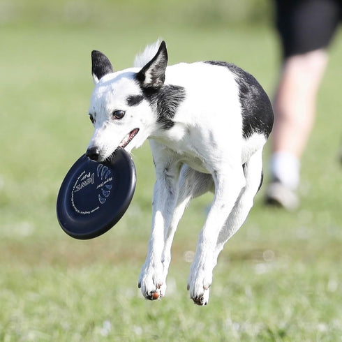 Hyperflite Pup Jawz dog flying disc • world's toughest canine competition-approved flying disc • best competition flying disc toy for pets • puncture resistant • 7 Inch • Black