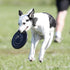Hyperflite Pup Jawz dog flying disc • world's toughest canine competition-approved flying disc • best competition flying disc toy for pets • puncture resistant • 7 Inch • Black
