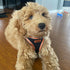 Best Pet Supplies No Pull Harness, Reflective, All Weather Mesh for Small, Medium Dogs, Cats - XS, Orange Trim
