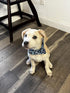 Elegant Little Tail Dog Collar with Bow, Shark Print Adjustable Cute Bowtie for Large Dogs