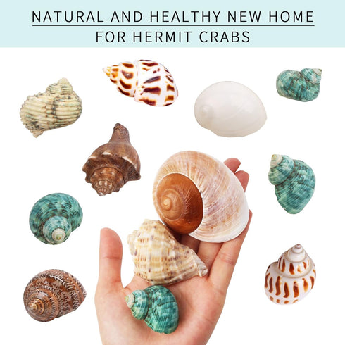 Hermit Crab Shells Medium and Large, 12PCS Growth Turbo Seashells for Small Medium and Large Crabs.