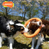 LaRoo Floating Flying Dog Disc Toys, Summer Pet Training Outdoor Chew Toys for Medium and Large Dogs (Large Orange/30cm)
