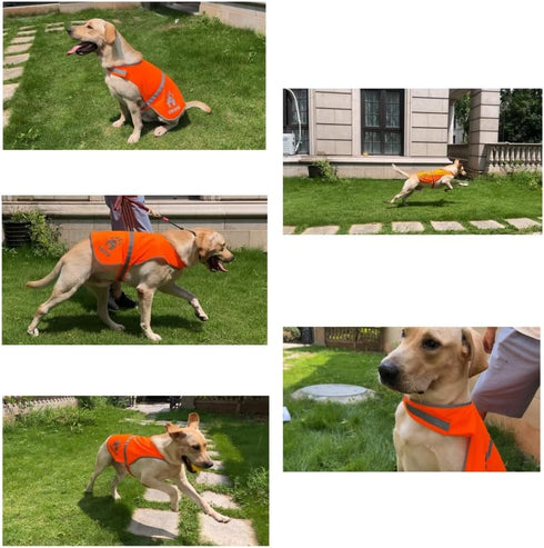 High Visibility Reflective Dog Vest, Safety Vest for Walking, Jogging, or Training, Size L
