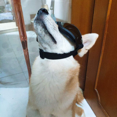 UV Protection Dog Goggles for Medium & Large Dogs - Waterproof Windproof Sunglasses for Long-Snout Breeds Outdoor