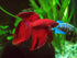 (250000+Egg) 3 64% A.D.P. UTH Fish Food Fresh Eggs Fairy Shrimp g. Best Tropical Fish Food Grow Faster & Color Enhancer